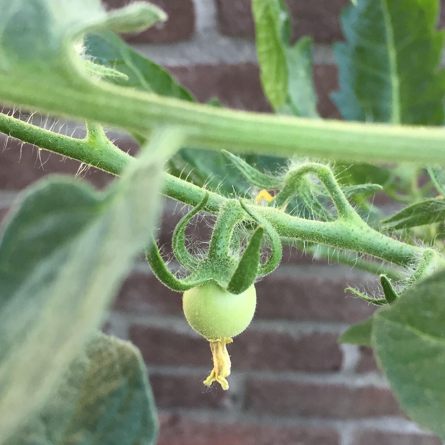 Mijn MoeStuin en ikke
