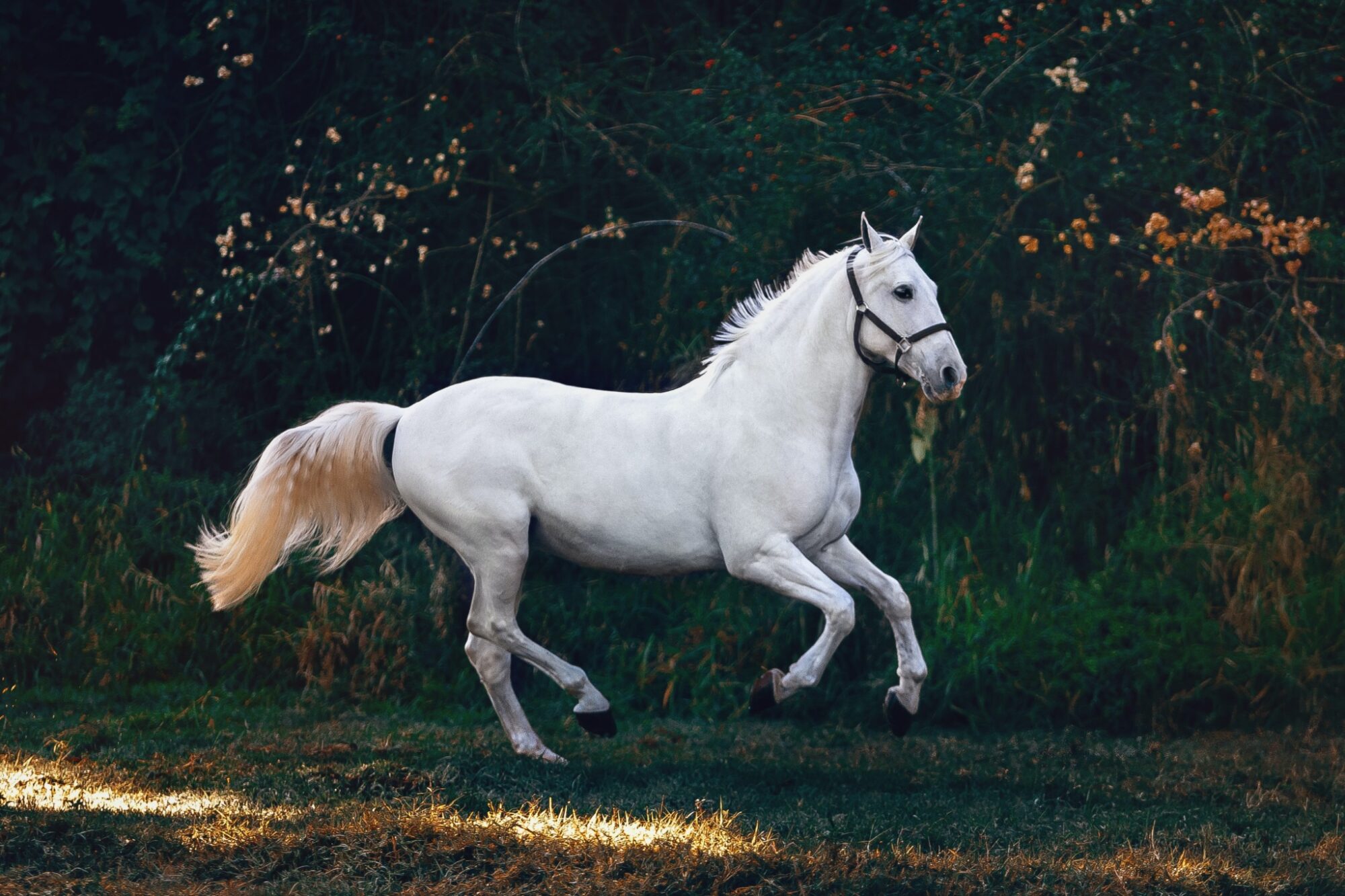 Paardenmiddel voor een mens